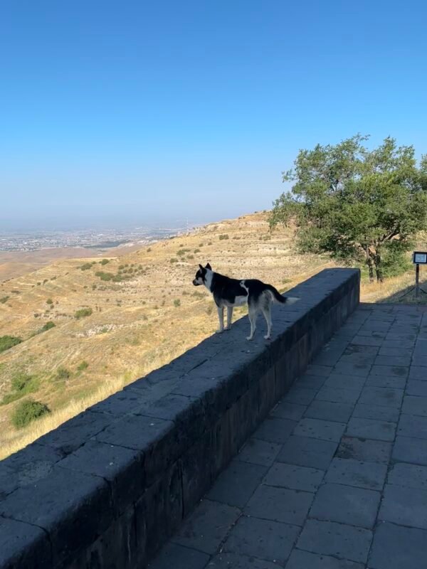 a stray dog in Yerevan, Armenia