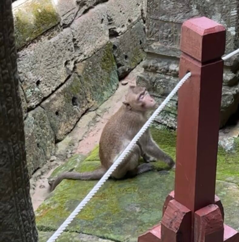 A Monkey at Angkor Wat